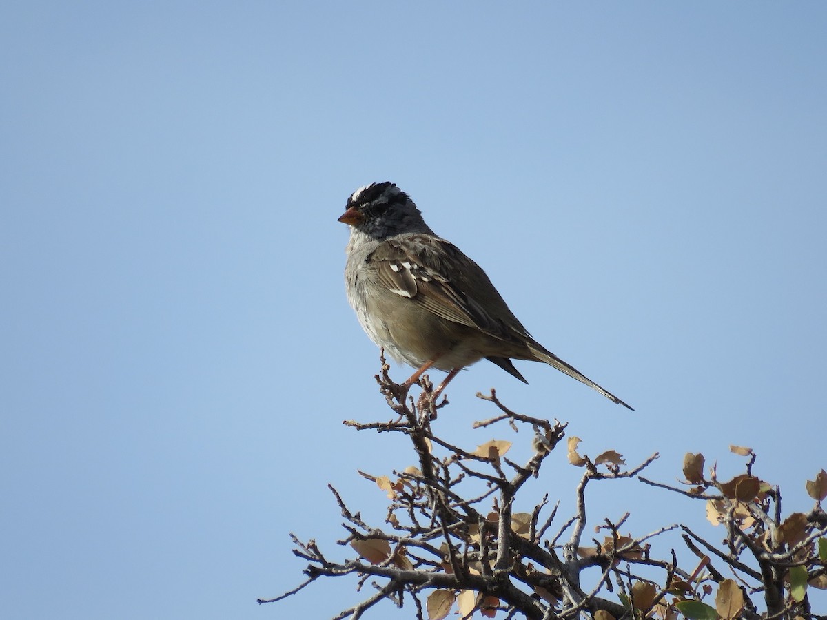 White-crowned Sparrow - ML93187351