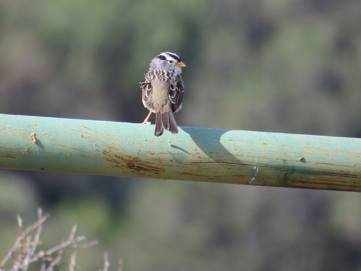 White-crowned Sparrow - ML93187361