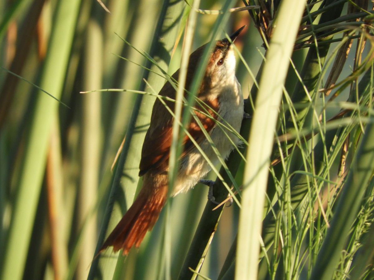 Yellow-chinned Spinetail - Silvia Enggist