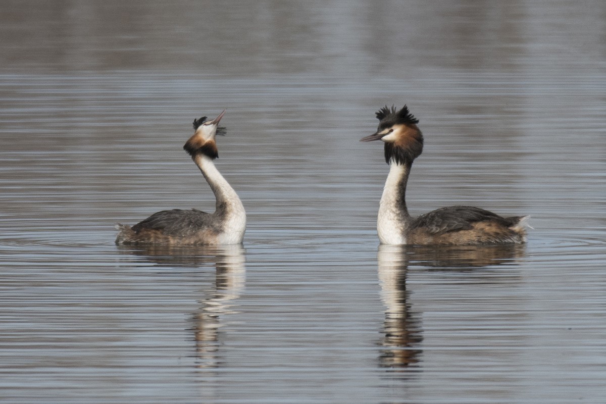 Great Crested Grebe - Miguel Rouco