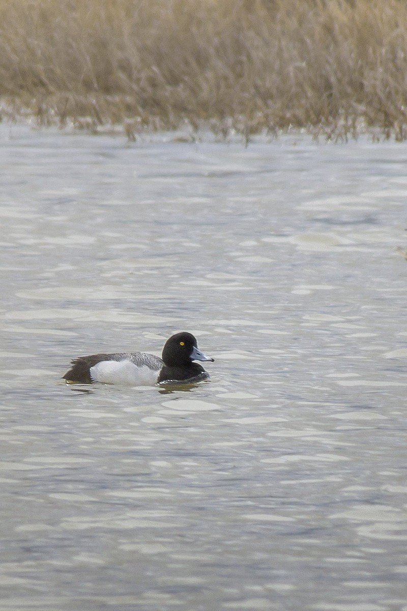 Greater Scaup - ML93187771
