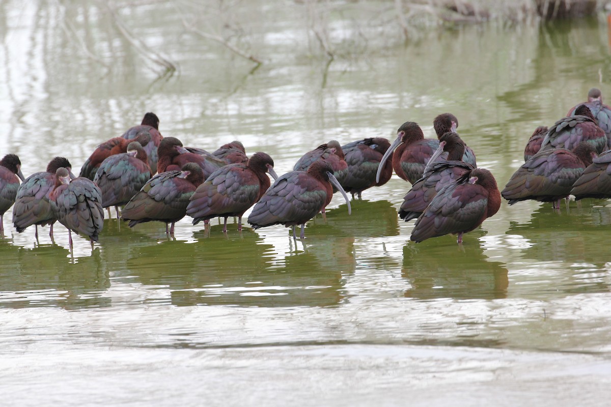 Glossy Ibis - Dave Cleary