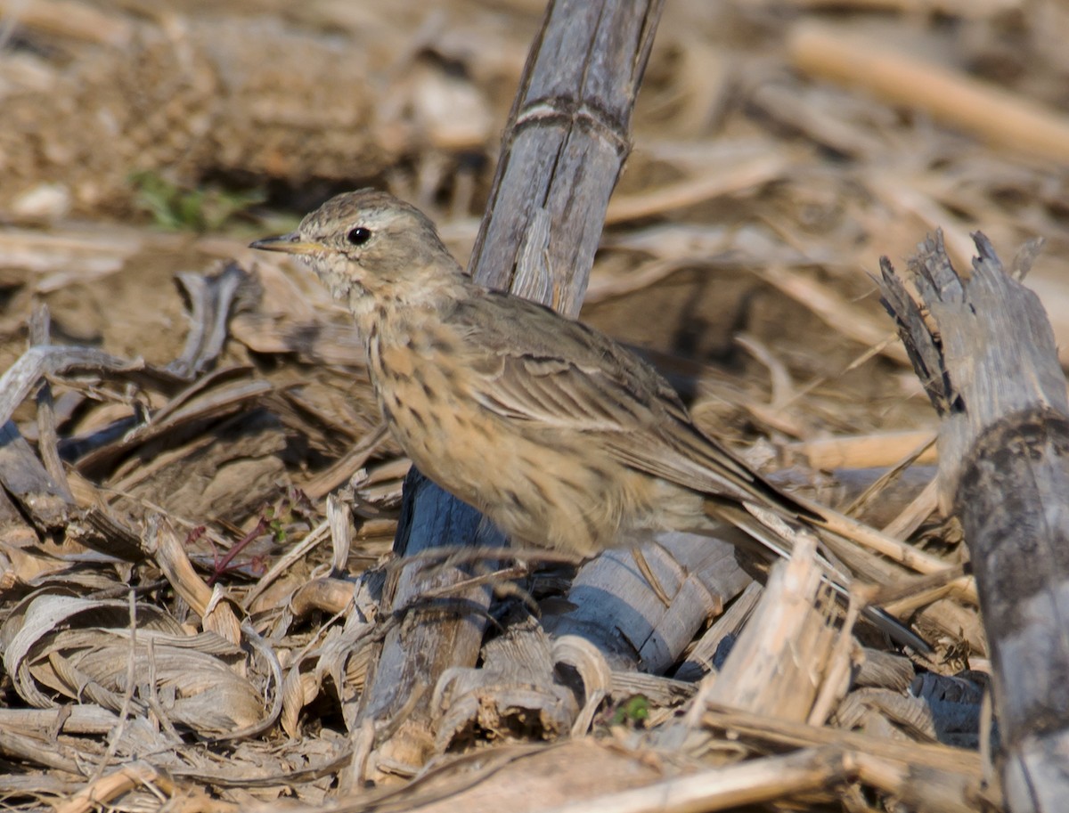 American Pipit - Jack and Shirley Foreman