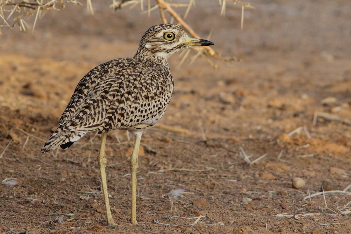Spotted Thick-knee - ML93197661