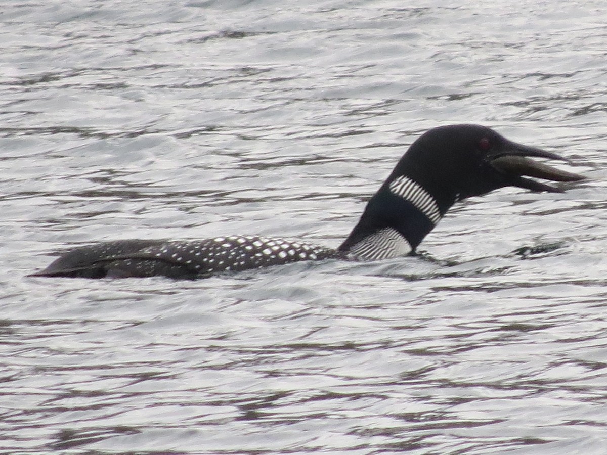 Common Loon - Mayte Torres