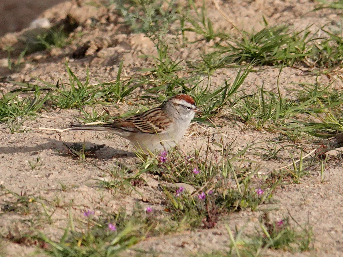Chipping Sparrow - ML93197961