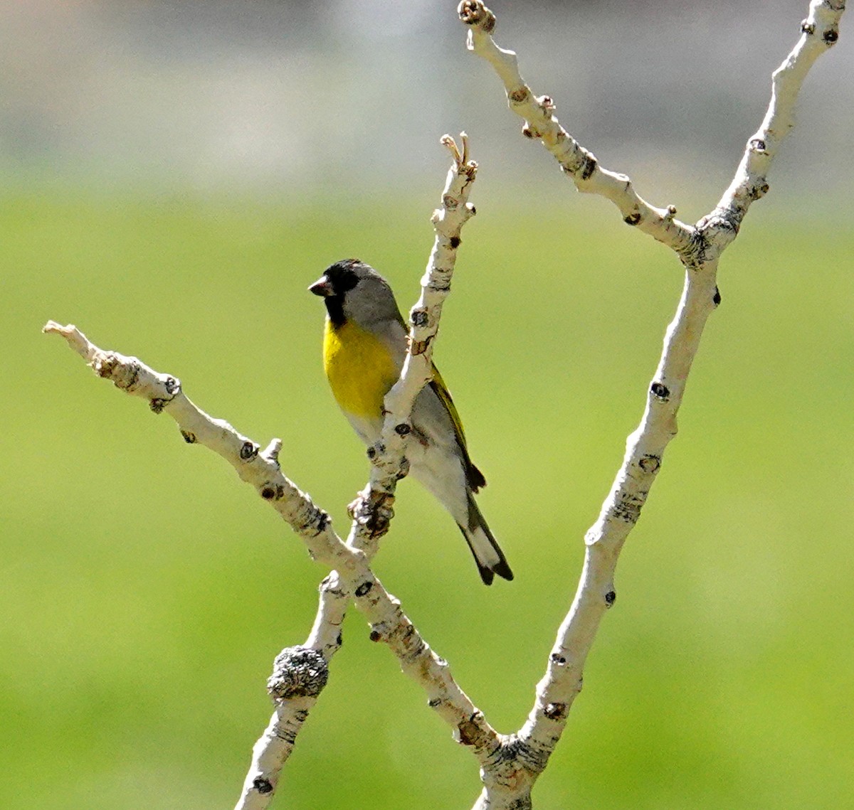 Lawrence's Goldfinch - ML93201141