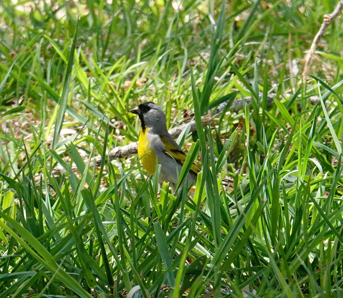Lawrence's Goldfinch - ML93201151
