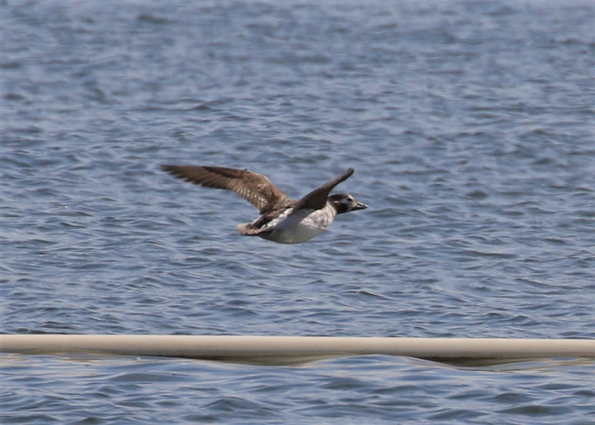 Long-tailed Duck - ML93201451
