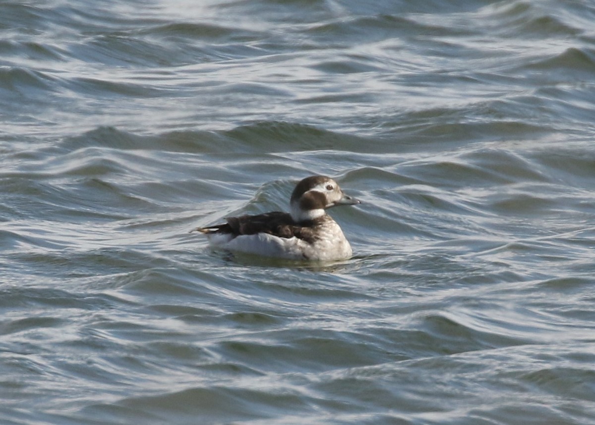 Long-tailed Duck - ML93201461