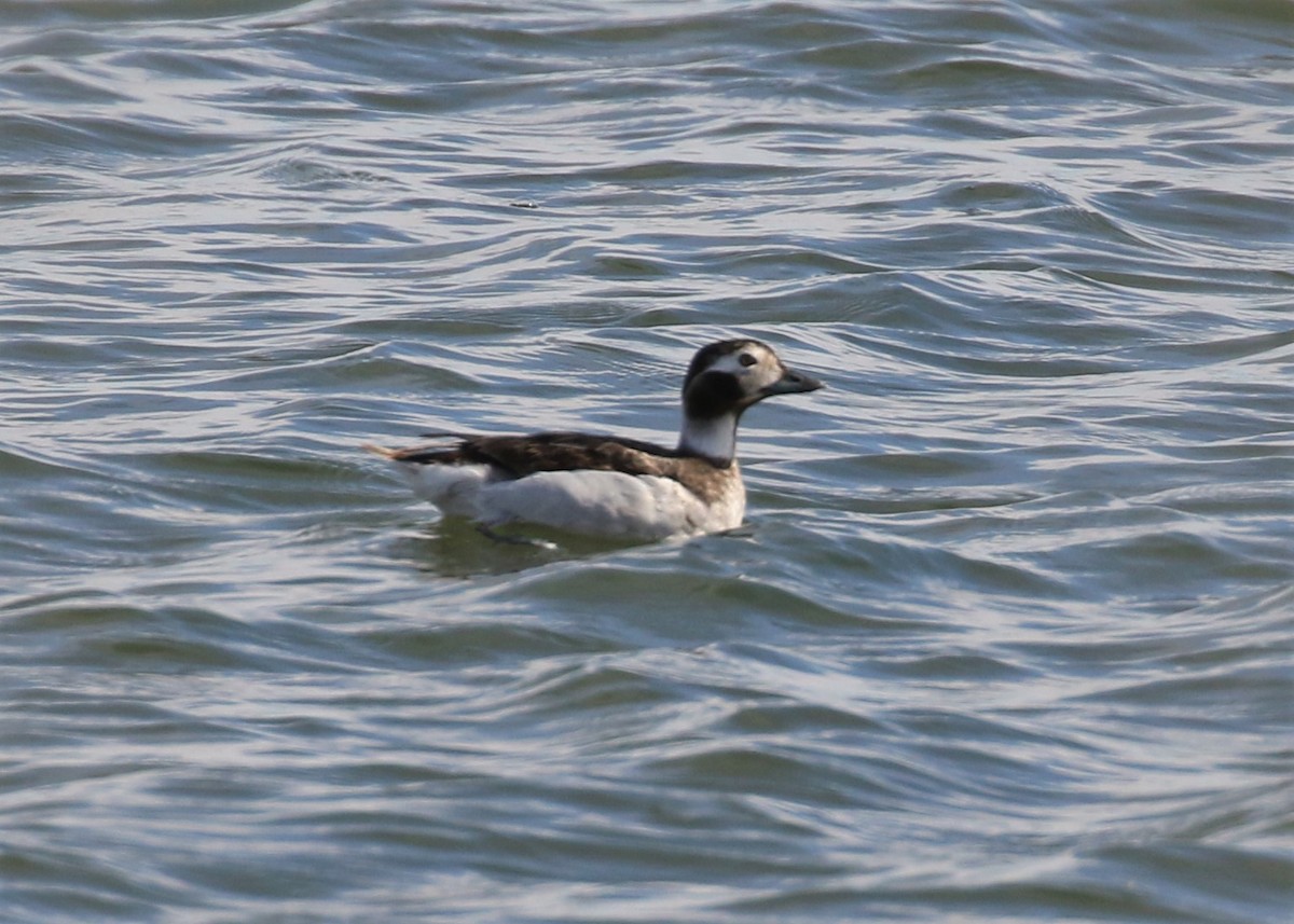 Long-tailed Duck - ML93201471