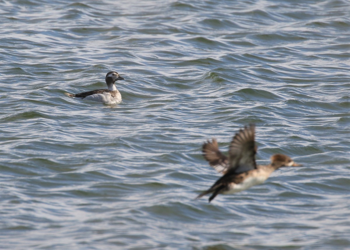 Long-tailed Duck - ML93201491
