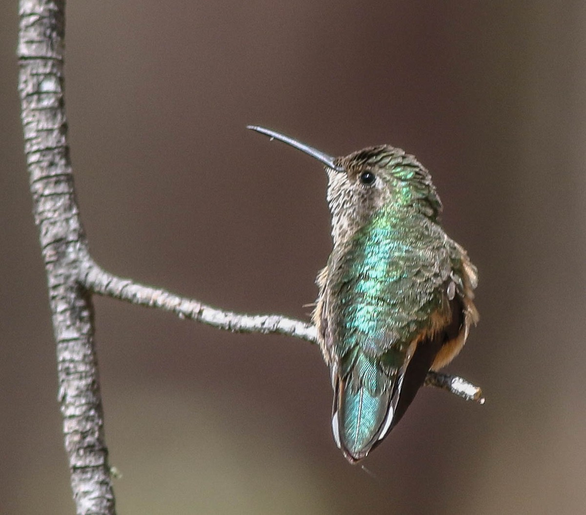 Broad-tailed Hummingbird - ML93204651