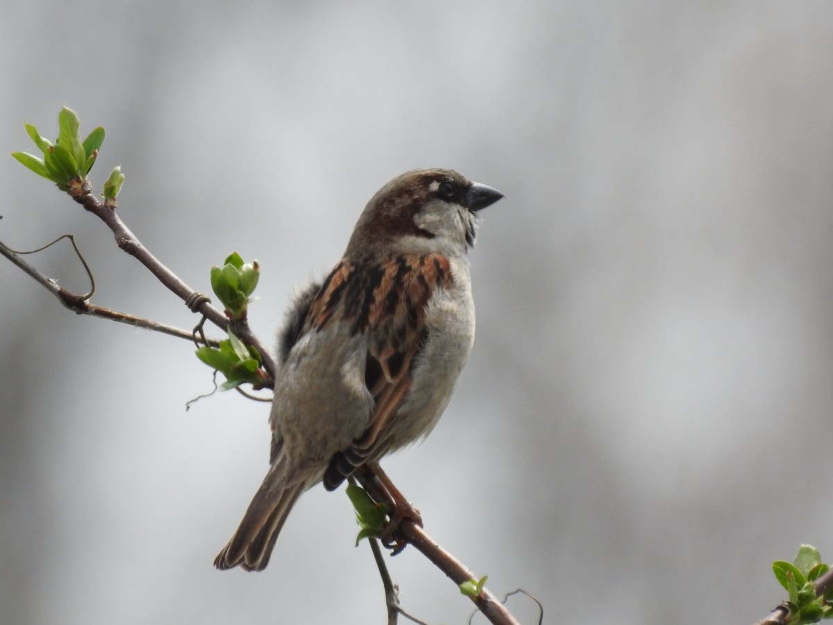 House Sparrow - Bee Breutinger