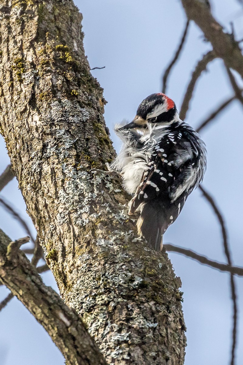 Hairy Woodpecker - Lucie Gendron