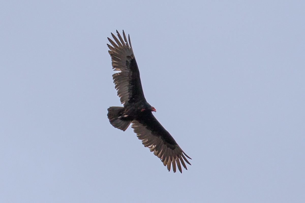 Turkey Vulture - ML93208941