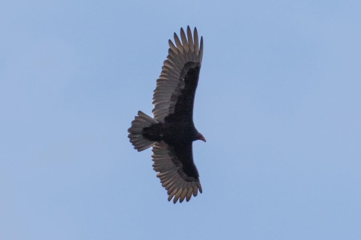 Turkey Vulture - ML93208961