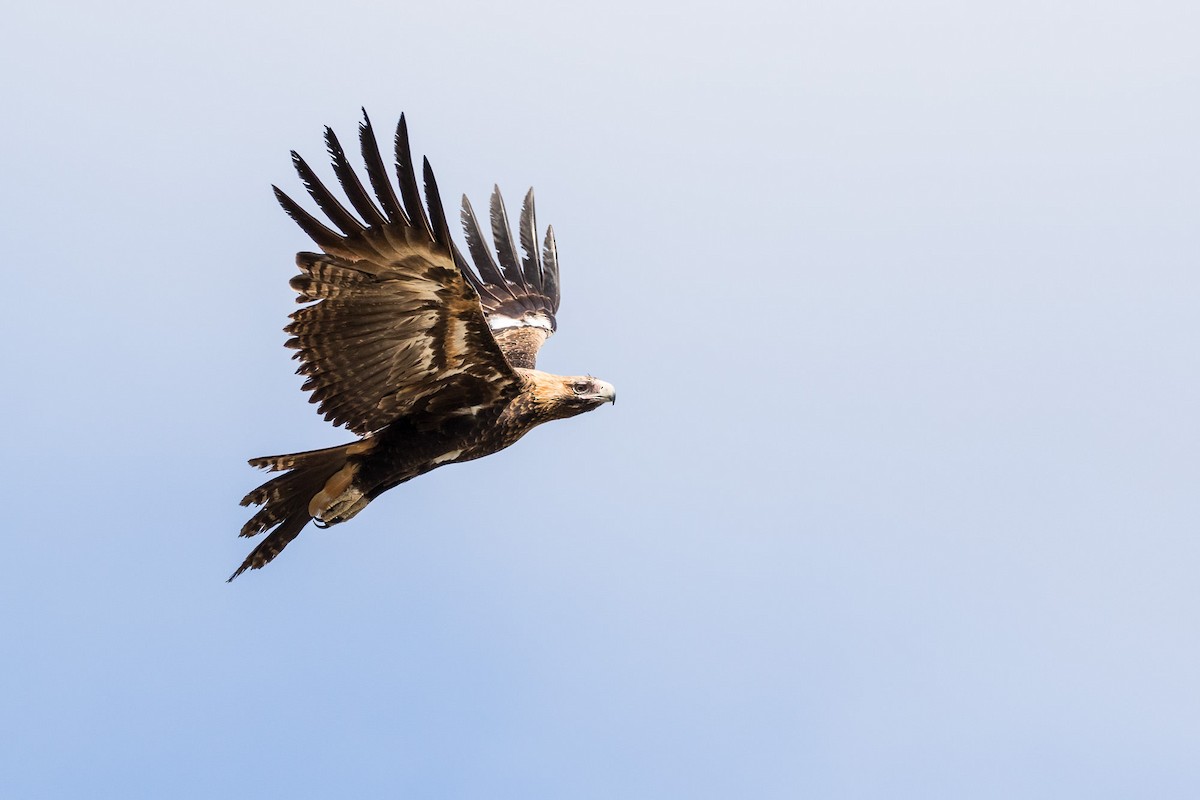 Wedge-tailed Eagle - Malcolm Graham