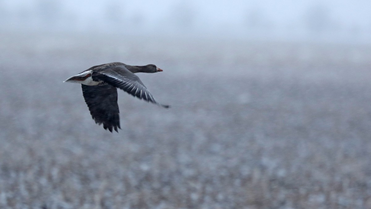 Greater White-fronted Goose - Daniel Jauvin