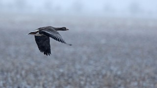 Greater White-fronted Goose, ML93211511