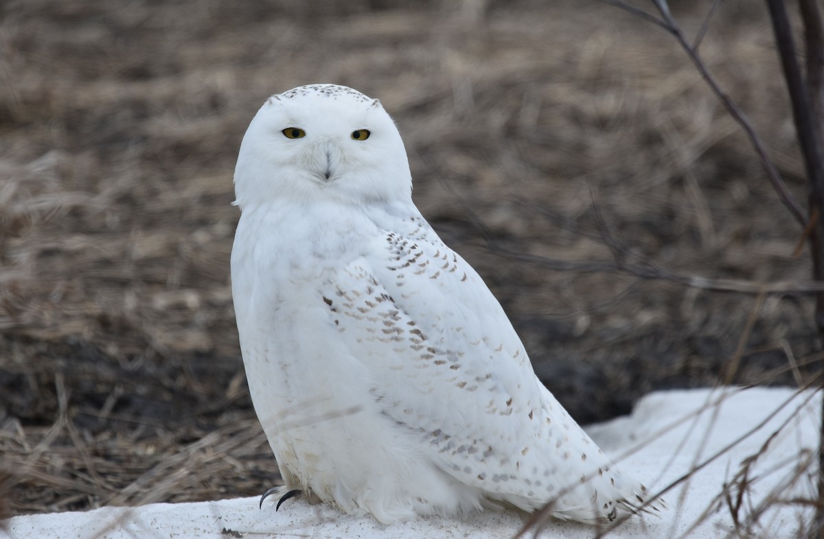 Snowy Owl - Anthony Vanderheyden