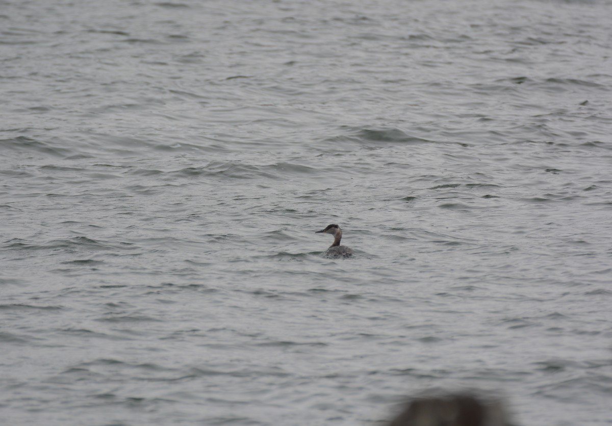 Red-necked Grebe - ML93215861