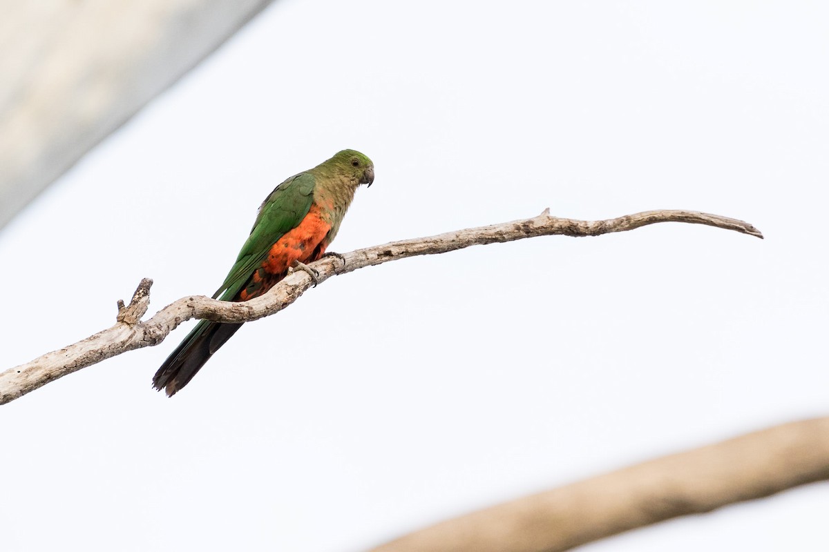 Australian King-Parrot - ML93216151
