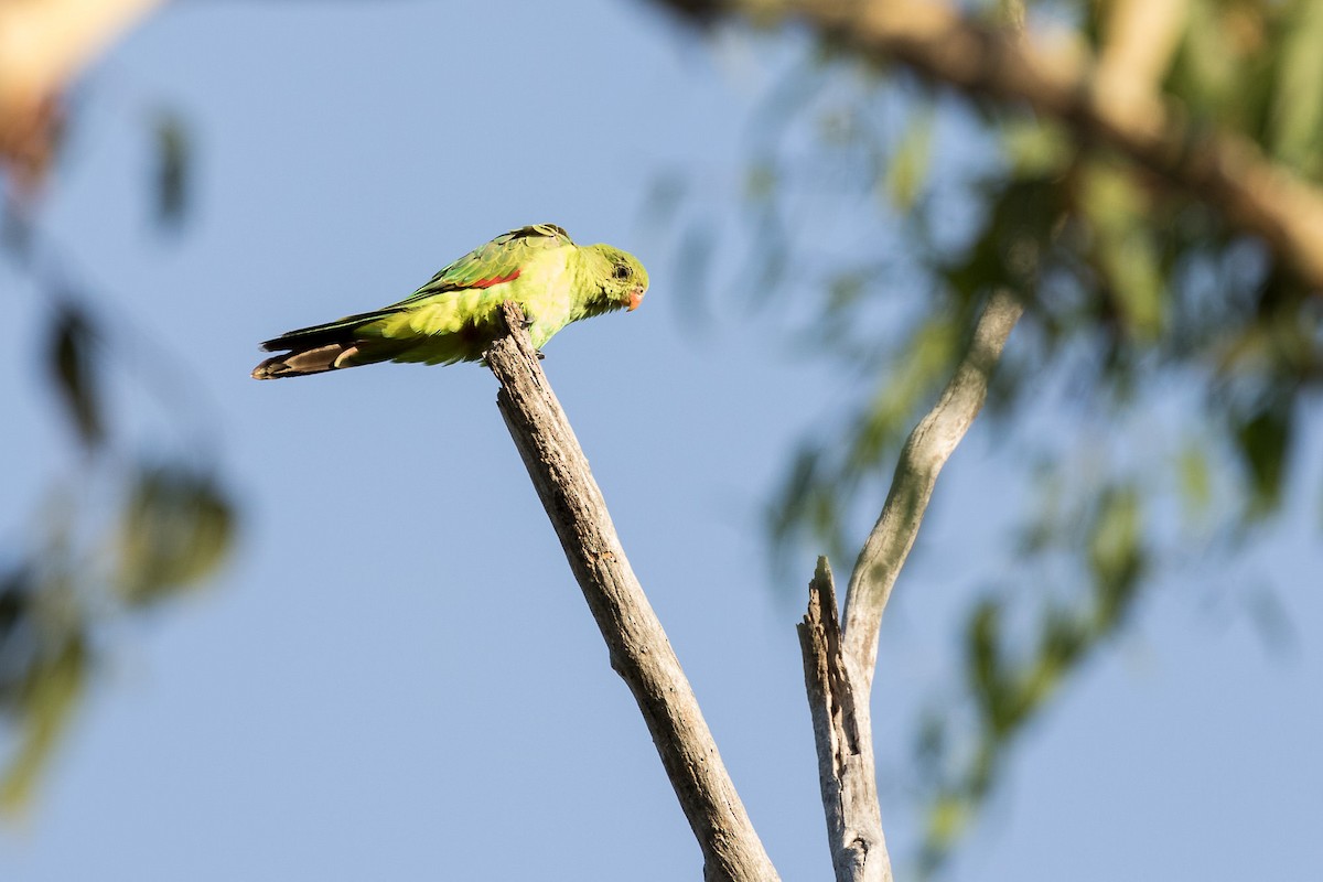 Red-winged Parrot - ML93216321