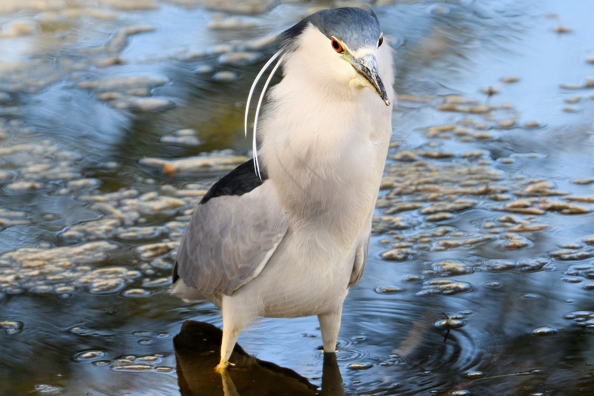 Black-crowned Night Heron - John Doty