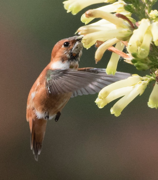 Rufous Hummingbird - Eric Goodill