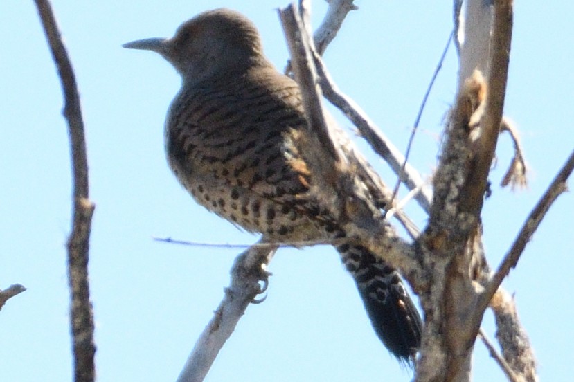 Northern Flicker (Red-shafted) - ML93220091