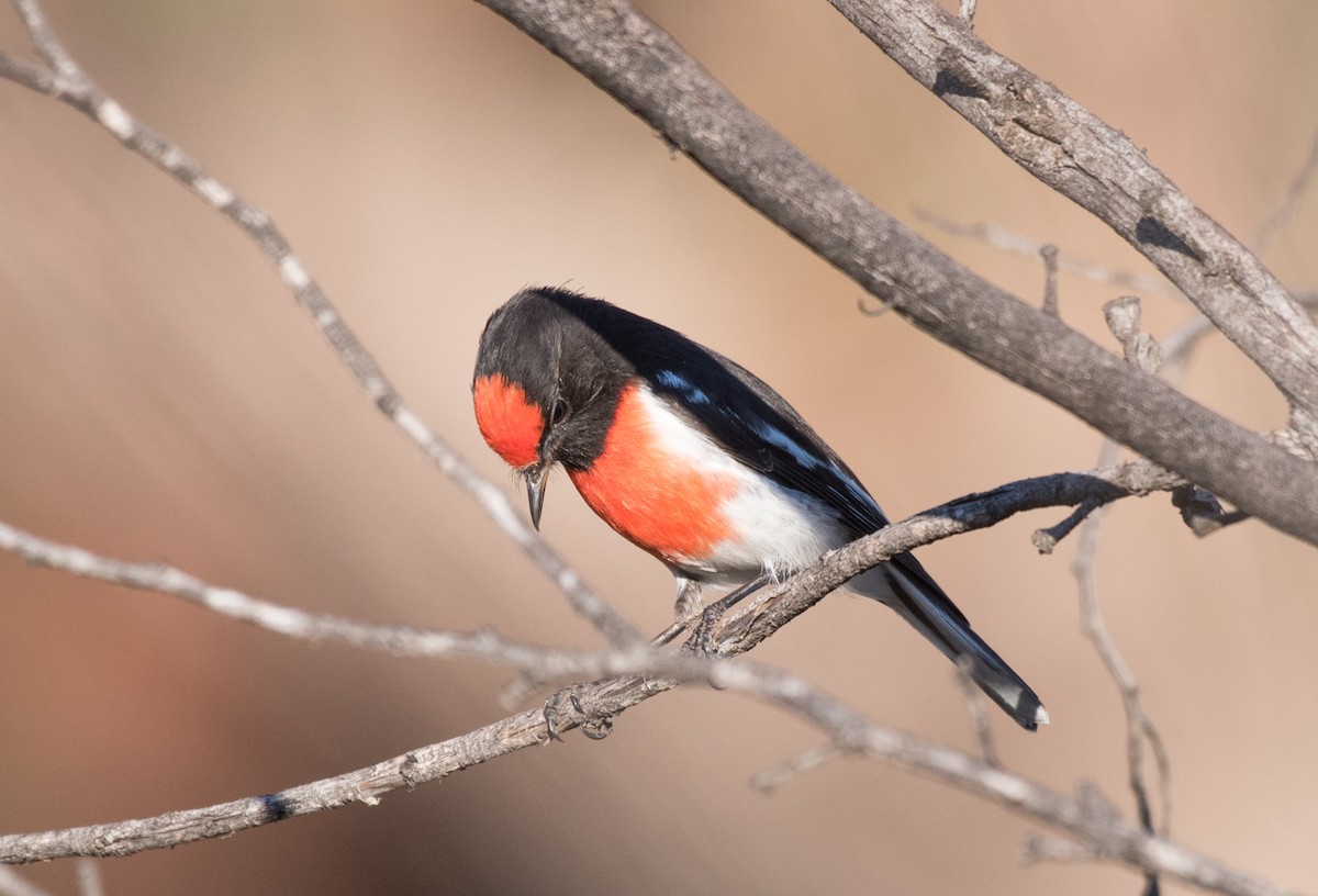 Red-capped Robin - ML93220371