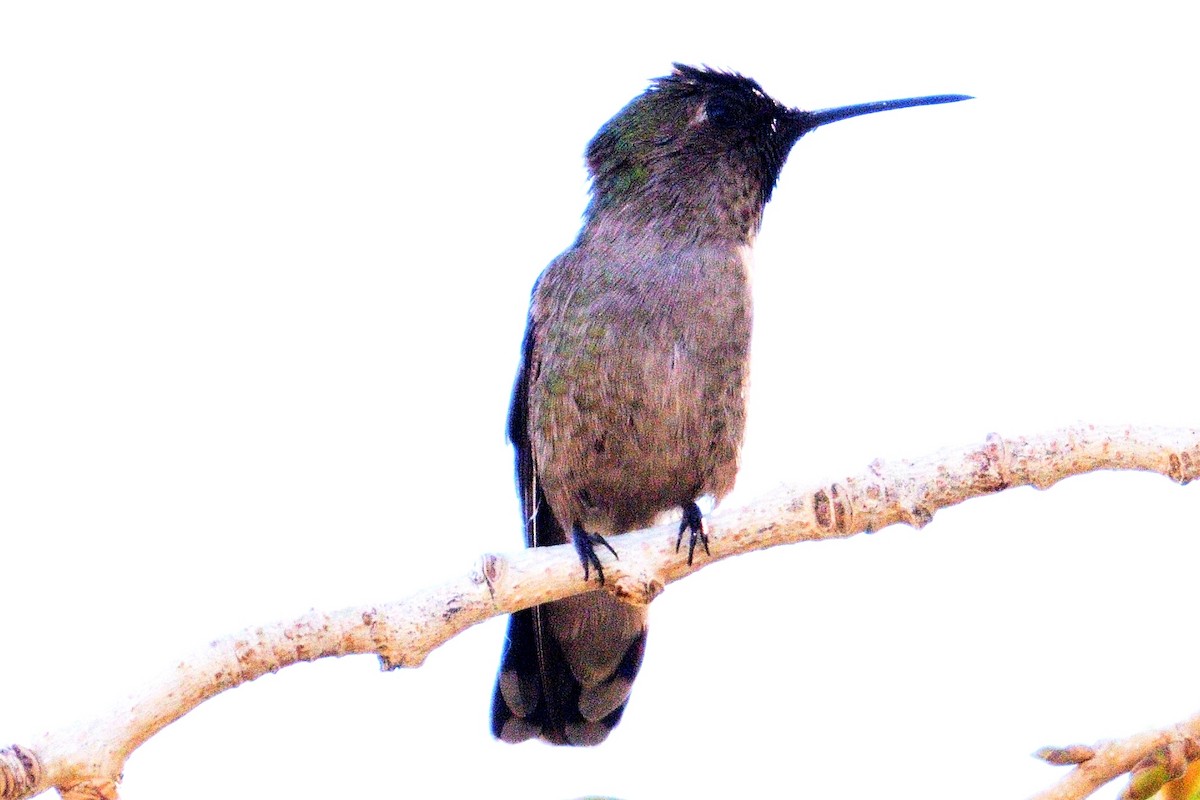 Anna's Hummingbird - ML93220701