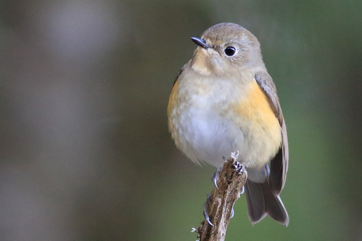 Red-flanked Bluetail - ML93220991