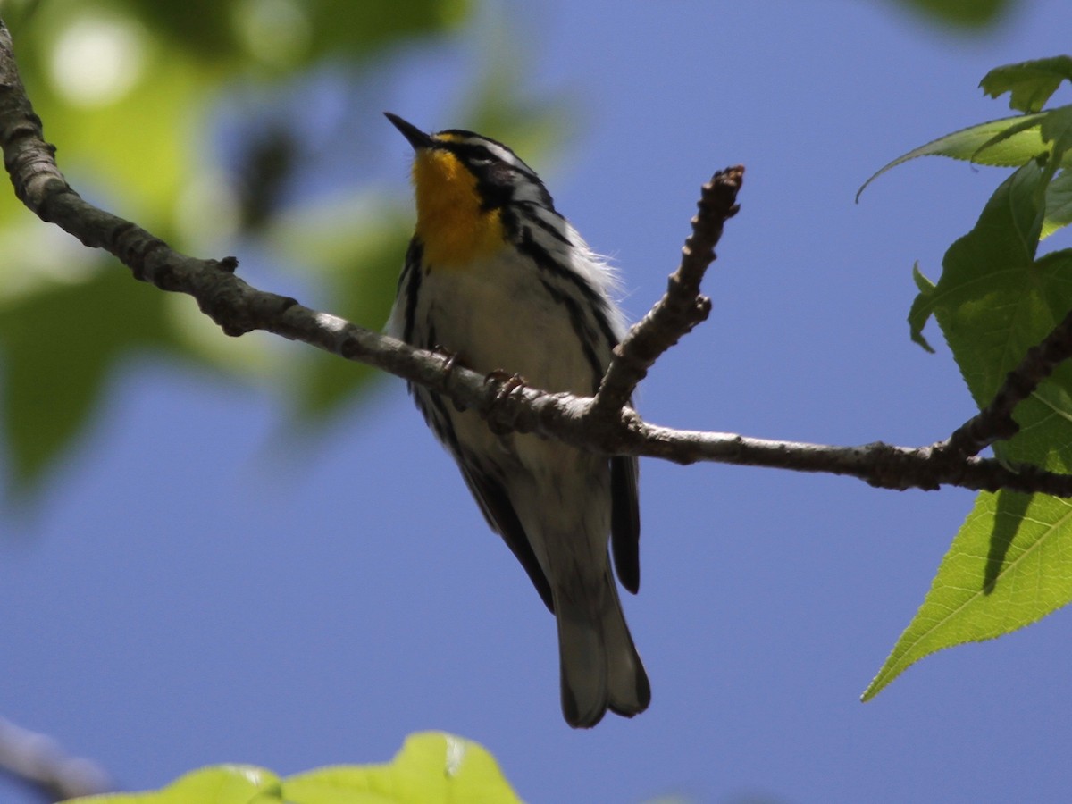 Yellow-throated Warbler - Marshall Weber