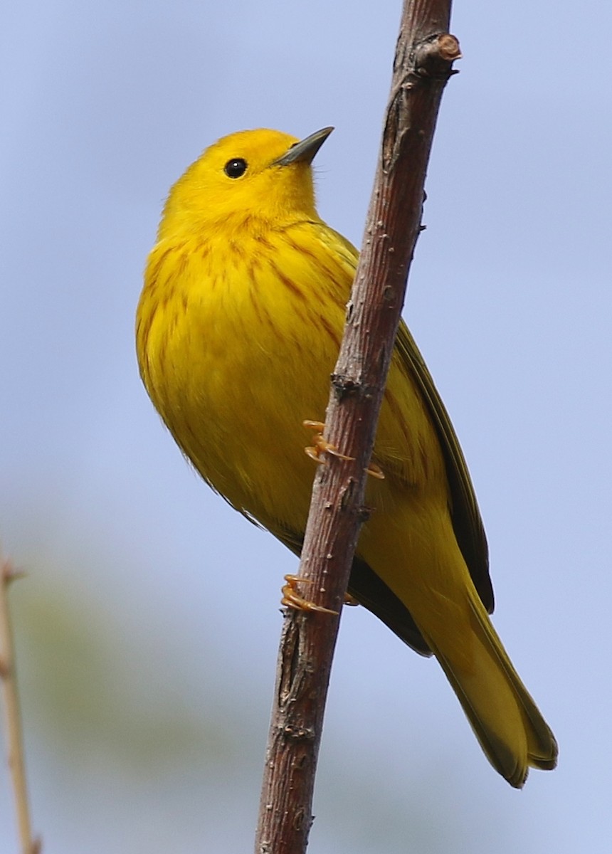 Yellow Warbler - Debby Parker