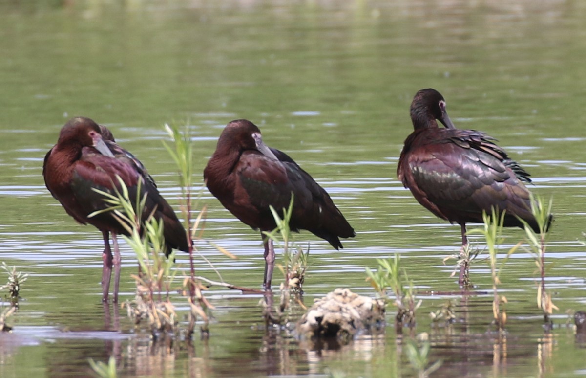 White-faced Ibis - Debby Parker