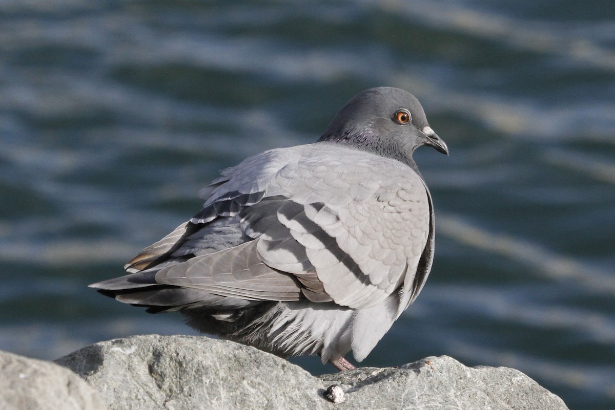 Rock Pigeon (Feral Pigeon) - Reinhard Vehring
