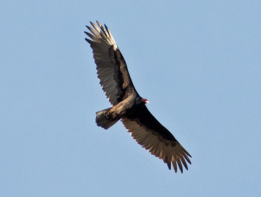 Turkey Vulture - ML93225491