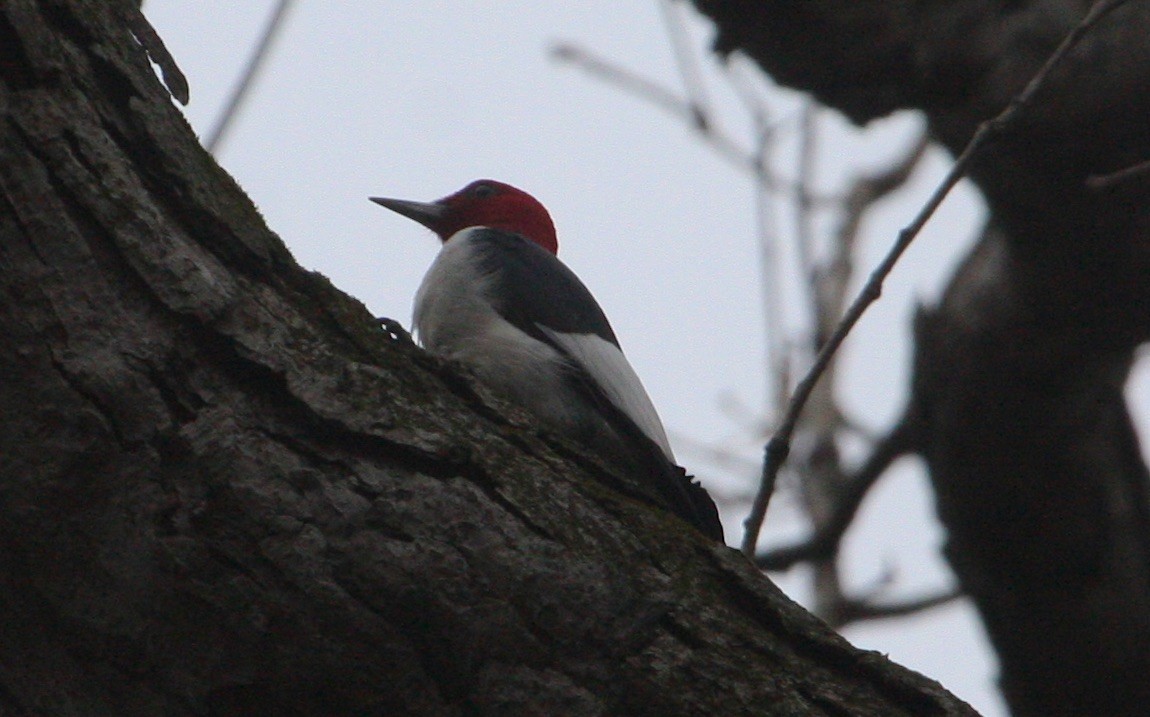 Red-headed Woodpecker - ML93228091