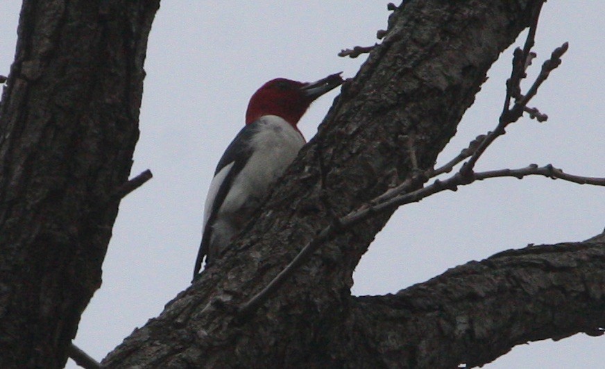 Red-headed Woodpecker - ML93228101