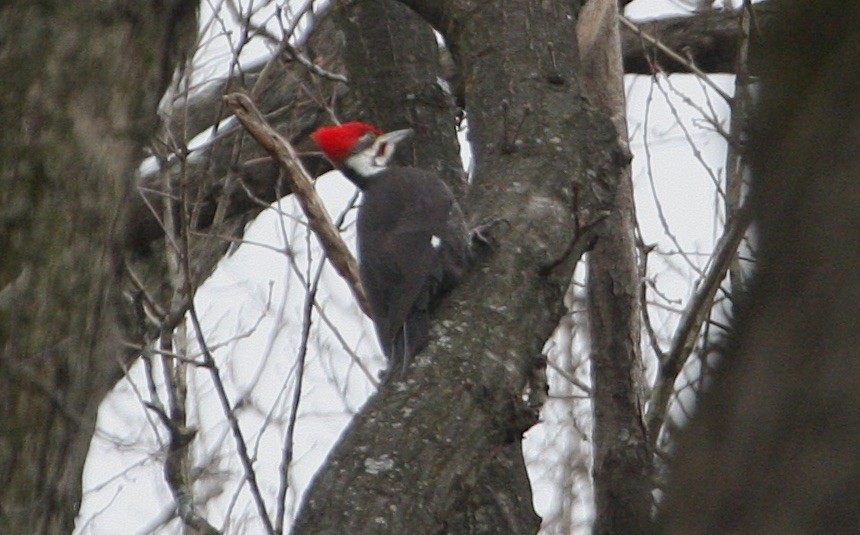 Pileated Woodpecker - ML93228171