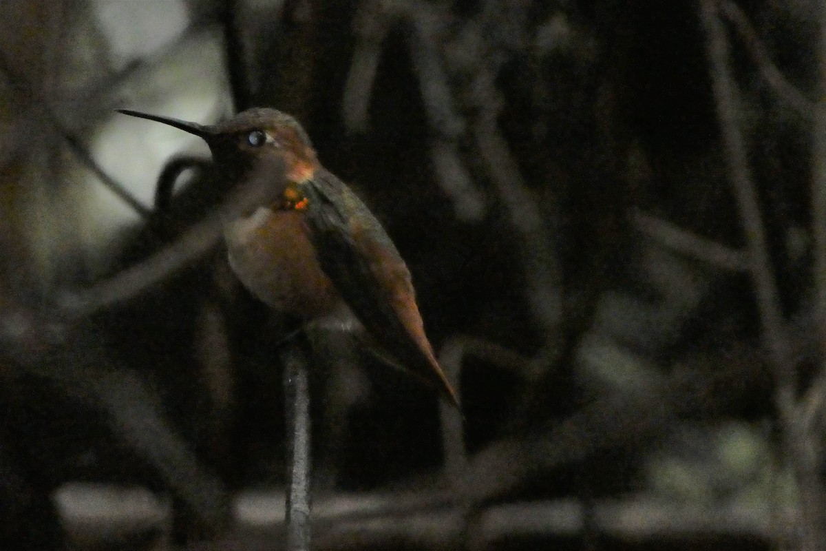 Allen's Hummingbird - ML93230701