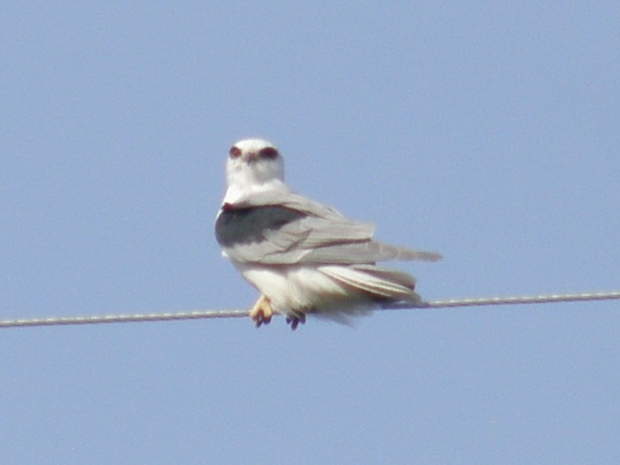 White-tailed Kite - Dustin Johnston
