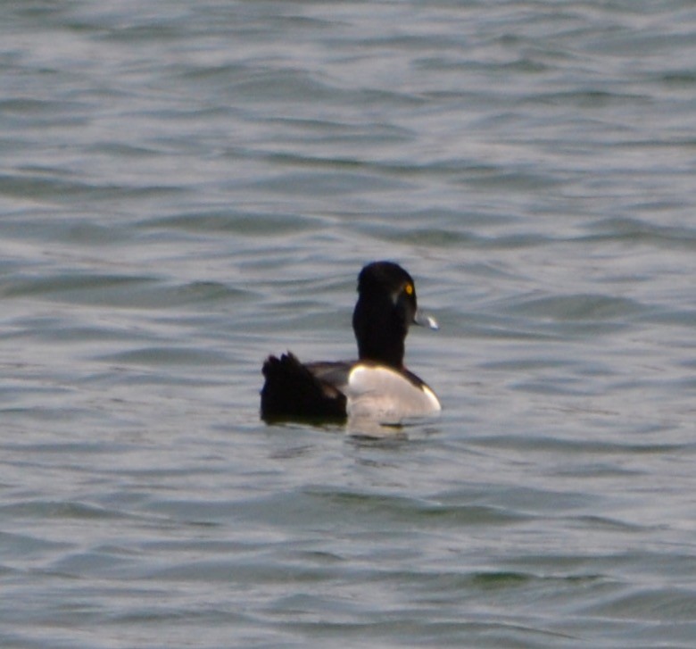 Ring-necked Duck - ML93238571