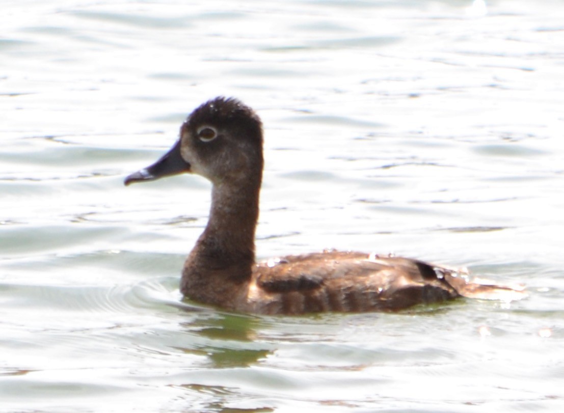 Ring-necked Duck - Margaret Merar