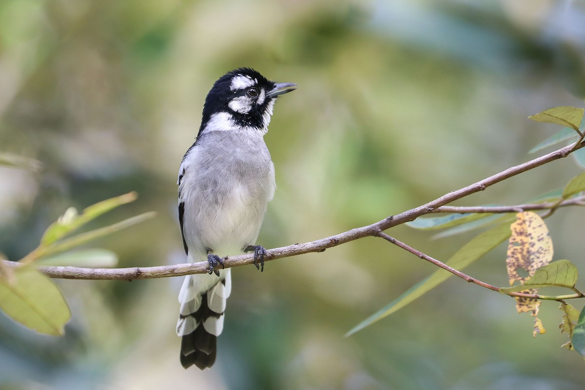 White-eared Monarch - Ged Tranter