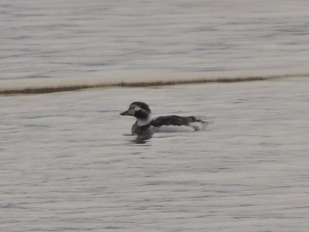 Long-tailed Duck - ML93238791