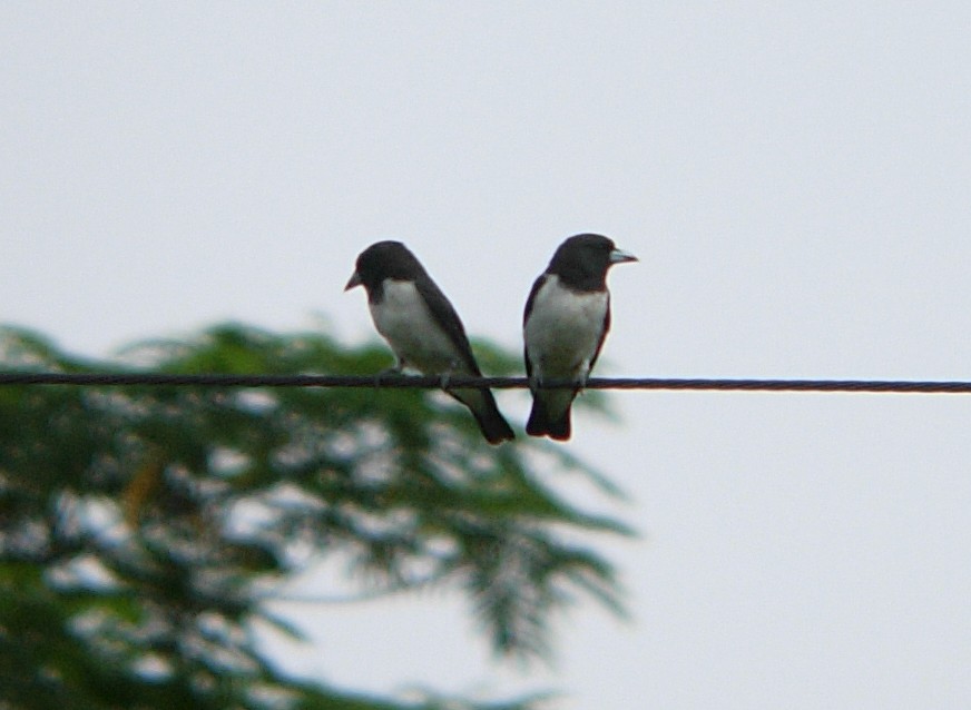 White-breasted Woodswallow - ML93239501