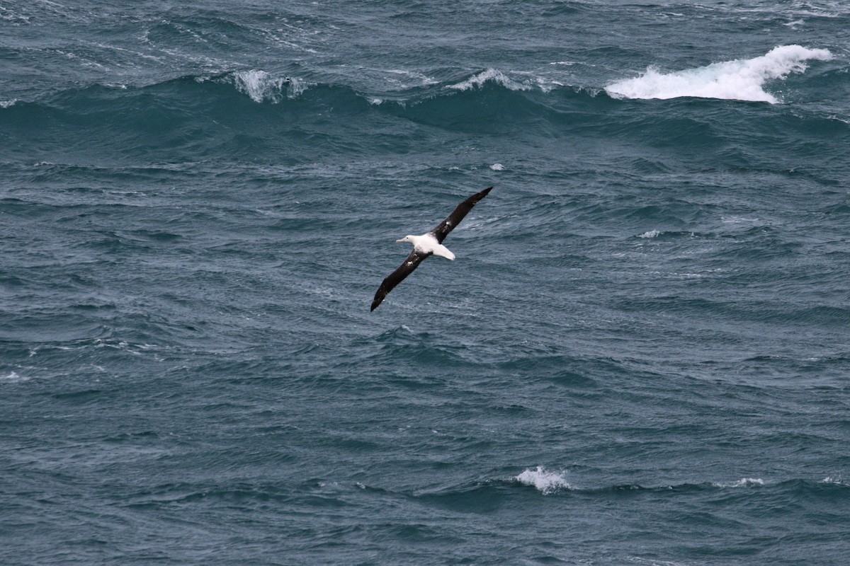 Northern/Southern Royal Albatross - Cameron Eckert